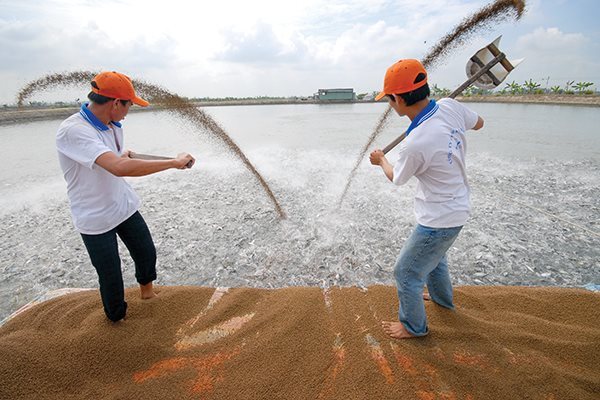 Vietnam's catfish export price drops