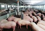 Official warns of illegal pork imports from Cambodia, Thailand