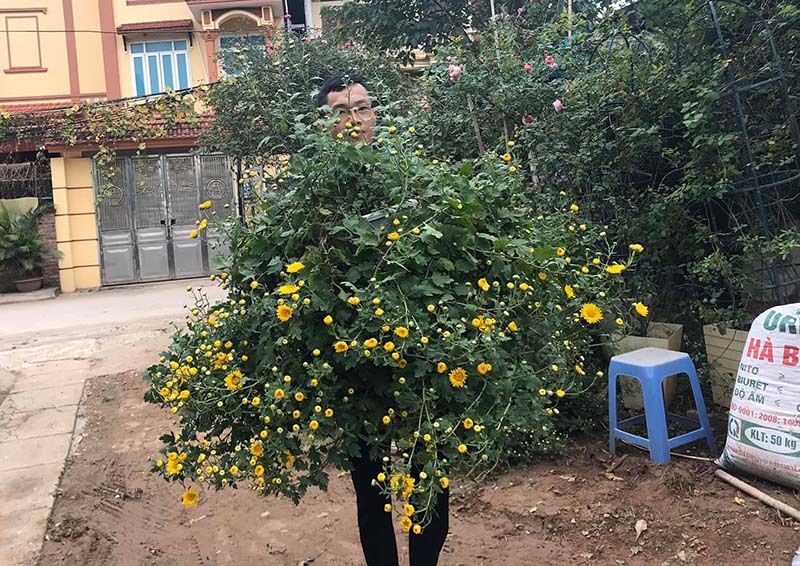 Hoa cúc dài 2 mét, hàng vạn bông rực vàng phủ kín 4 tầng nhà