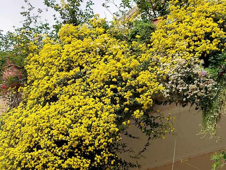 Hoa cúc dài 2 mét, hàng vạn bông rực vàng phủ kín 4 tầng nhà