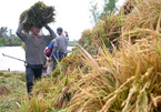 The hard lot of Vietnam’s rice