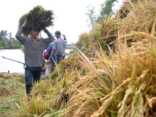 The hard lot of Vietnam’s rice
