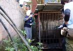 Asiatic black bear rescued after being kept for 30 years