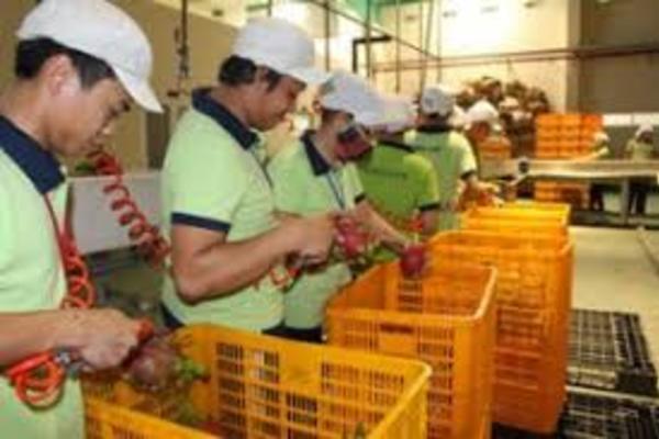 Điều kiện để thành lập doanh nghiệp chế xuất