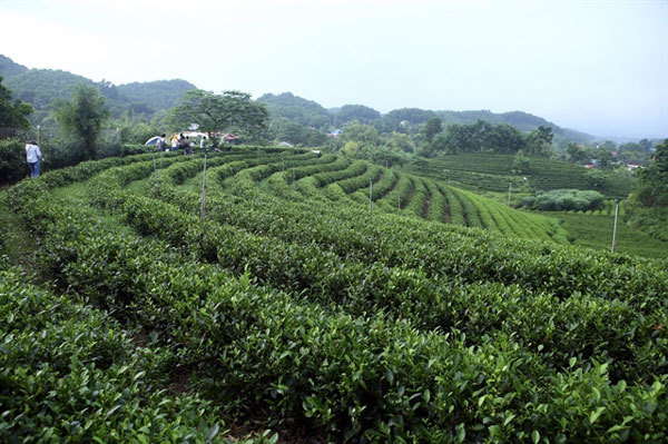 Developing raw material areas essential for Vietnam’s agricultural growth