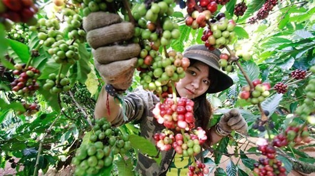 Third Vietnam Coffee Day to begin this weekend