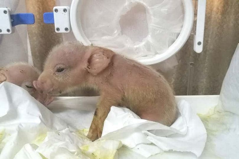 Lợn lai khỉ đầu tiên trên thế giới ra đời tại Trung Quốc