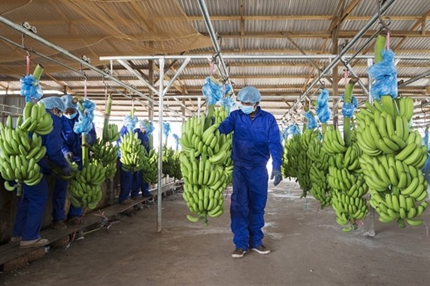 Thaco to buy five million shares of Hoang Anh Gia Lai Agricultural JSC