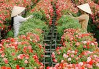 Flowers on set for lunar new year holiday