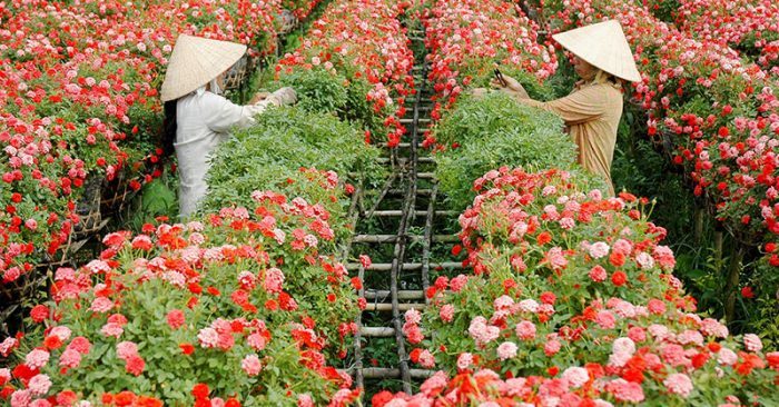 Flowers on set for lunar new year holiday