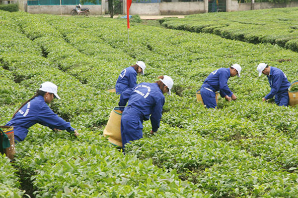 Nông thôn mới: Nhìn từ đội ngũ công nhân nông nghiệp