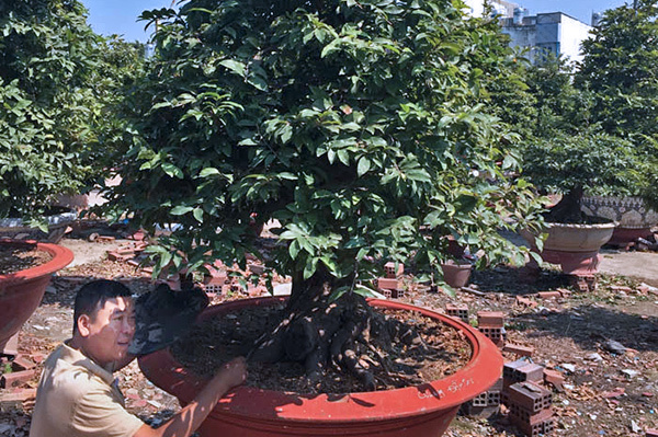 Cây mai 900 triệu đồng của ông chủ ở Sài Gòn