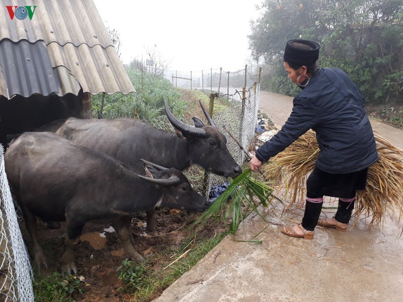 Thousands of cattle in Lao Cai threatened by the cold