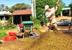 Low coffee prices upset farmers in spite of bumper crop