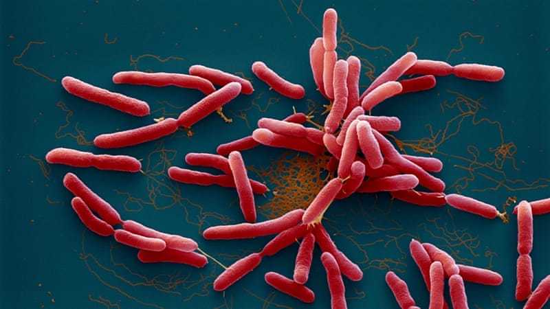Whitmore bacteria found in soil in family of dead kids in Hanoi