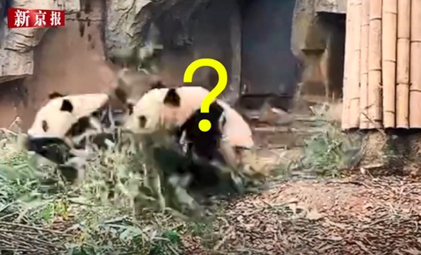 Xem gấu trúc leo cây nhanh như tên lửa khi có động đất