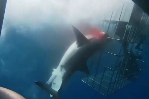 Cá mập trắng chết thảm vì kẹt vào lồng thợ lặn