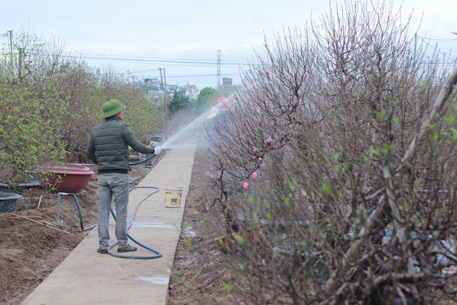 Nhat Tan flower village bustles for Lunar New Year