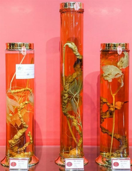 Ngoc Linh Ginseng Museum opens in HCM City