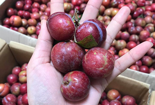 Dân ta lừa dân mình, hàng độc bên Tàu rước về hại nhau