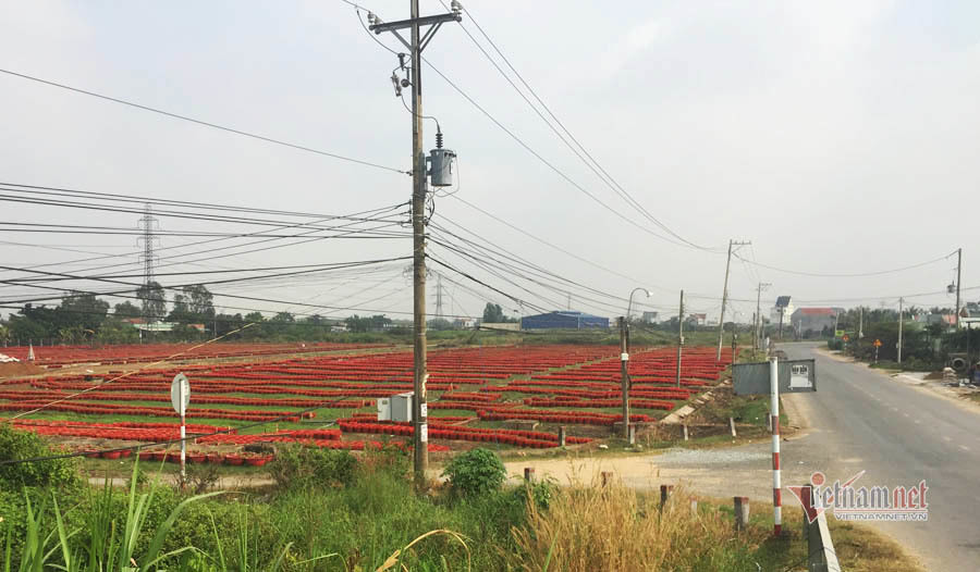 Anh nông dân dựng lều, chăm ngàn chậu hoa Tết