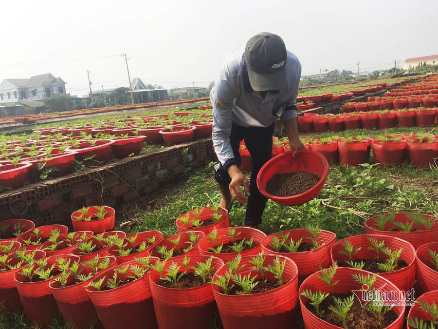 Anh nông dân dựng lều, chăm ngàn chậu hoa Tết