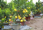 Five-fruit trees, plants shaped like rats popular for Tet