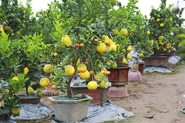 Five-fruit trees, plants shaped like rats popular for Tet