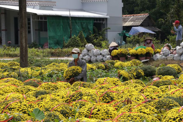 Mekong Delta’s main flower, ornamental plant growing district affected by saltwater in rivers