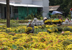 Mekong Delta’s main flower, ornamental plant growing district affected by saltwater in rivers