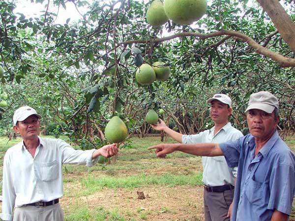 Creating brand names for VN farm produce