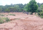 Walking on the pink grassy hills in Gia Lai