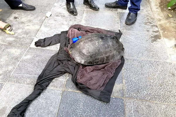 Tạm giữ người đàn ông nghi câu trộm rùa 10kg ở Hồ Gươm