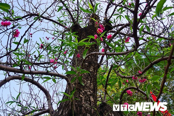 Gốc đào rừng nặng 1 tấn, cao 5 mét hút hồn mọi dân chơi