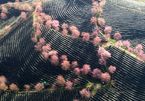 Beautiful scenery as cherry blossoms bloom in Sapa