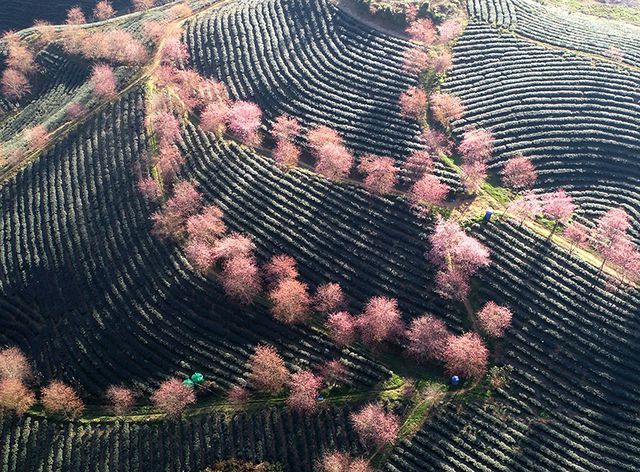 Beautiful scenery as cherry blossoms bloom in Sapa
