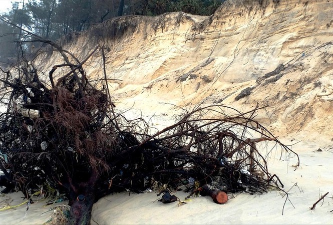 Many houses in Thua Thien-Hue evacuated due to beach erosion