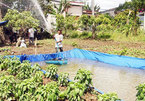 Farmers face early salt water intrusion in Vinh Long