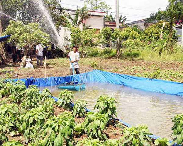 Farmers face early salt water intrusion in Vinh Long