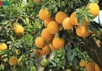 Kumquat and pomelo gardeners gear up for Tet