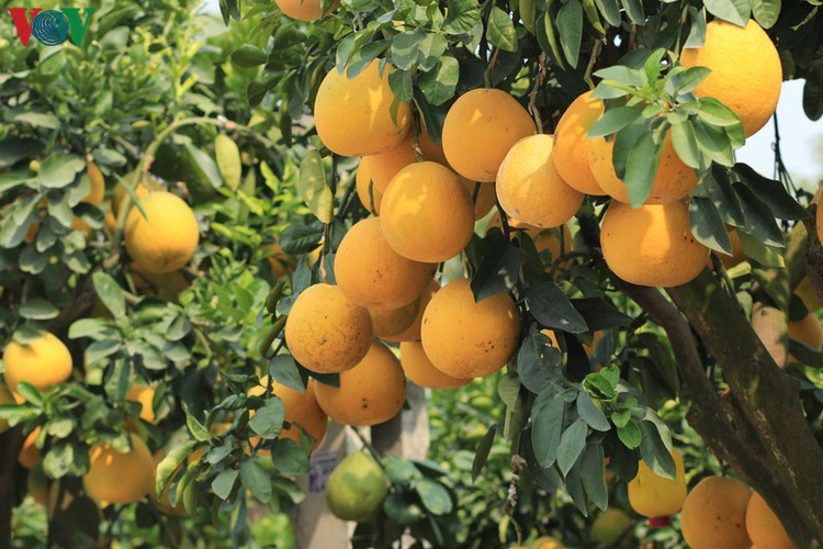 Kumquat and pomelo gardeners gear up for Tet