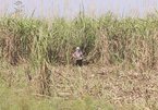 New shock for Vietnamese farmers from 2019-2020 sugarcane crop