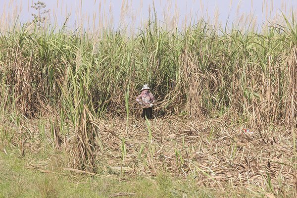 New shock for Vietnamese farmers from 2019-2020 sugarcane crop