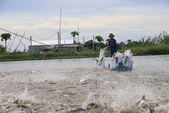Vietnam’s catfish industry loses clout, suffers lower prices in 2019