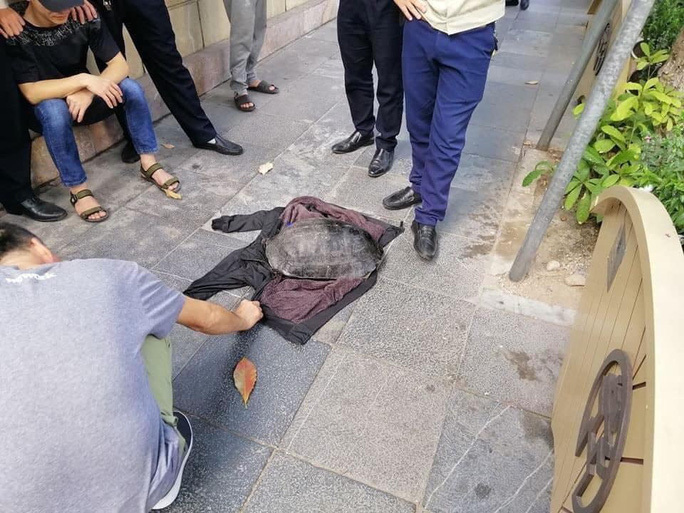 Man caught taking turtle from Hoan Kiem Lake