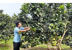 Vietnam takes steps to improve fruit yield, reduce post-harvest losses