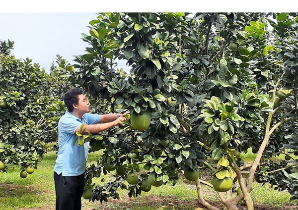 Vietnam takes steps to improve fruit yield, reduce post-harvest losses