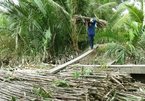 Local sugar firms concerned by reduced import tariffs under ATIGA