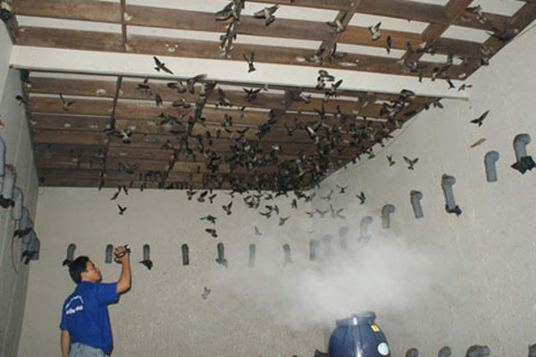 Thủ tục đăng ký kinh doanh khi nuôi chim yến