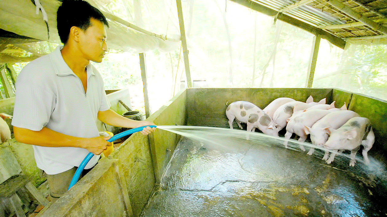 Pork prices hit all-time high in HCM City